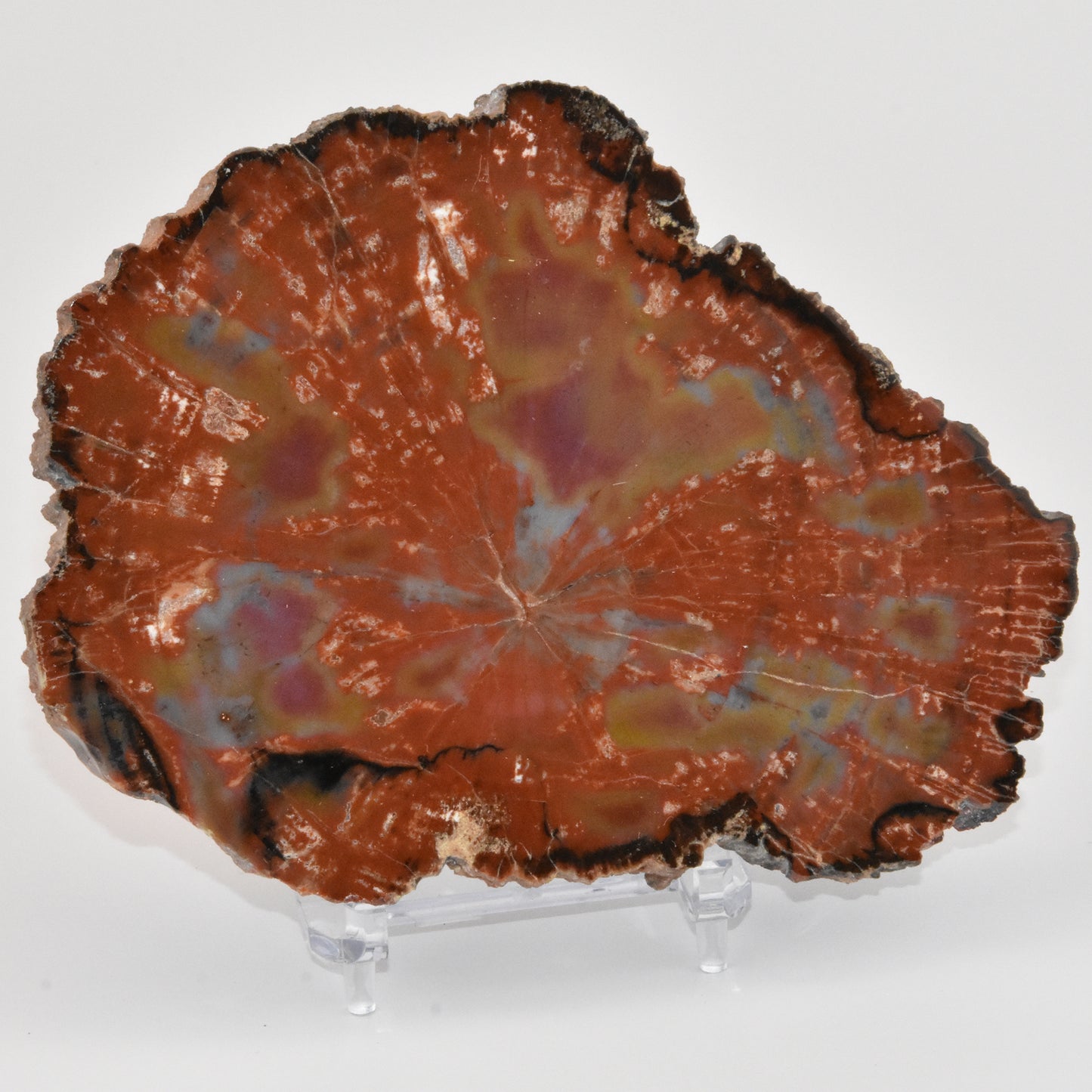 Petrified Wood Slice