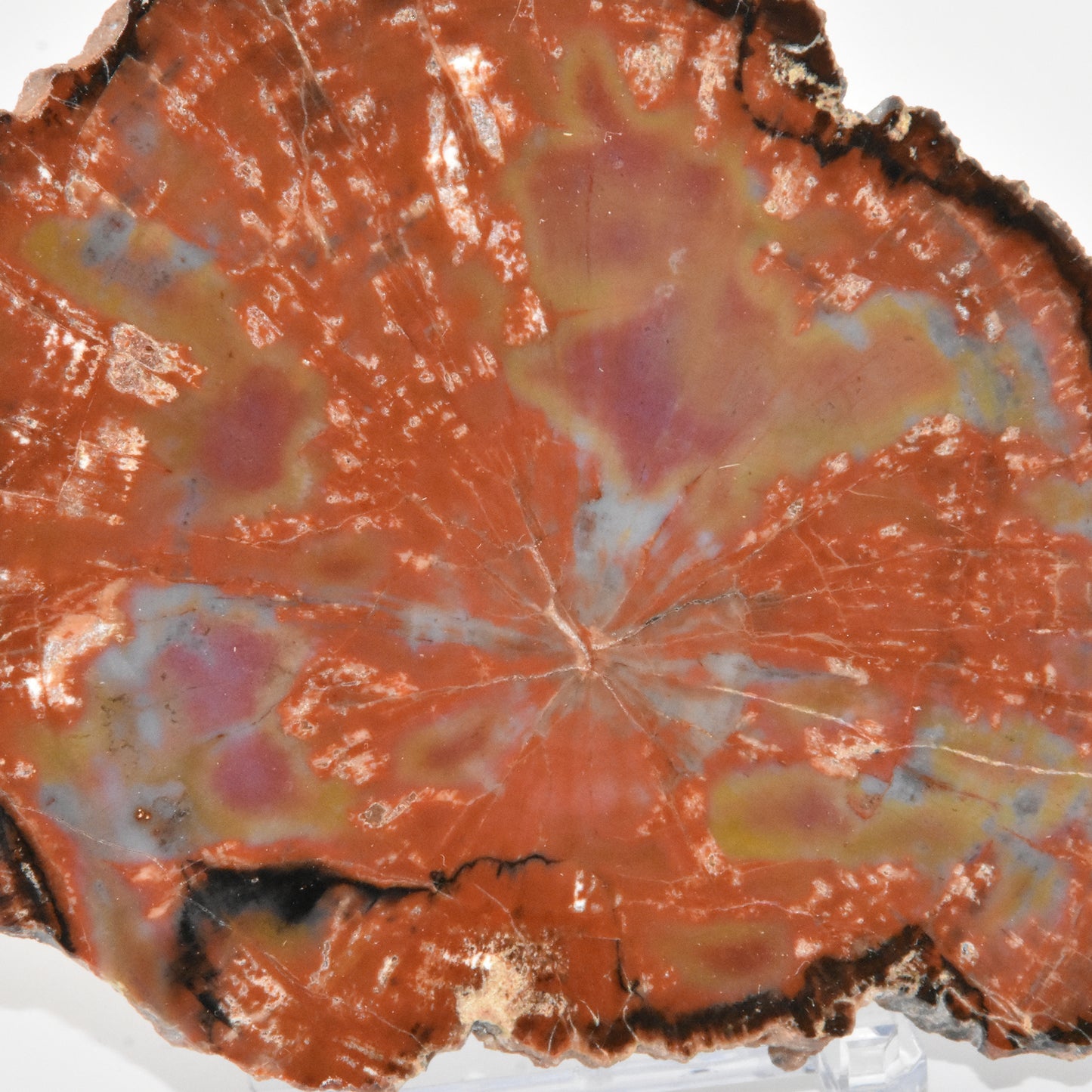 Petrified Wood Slice