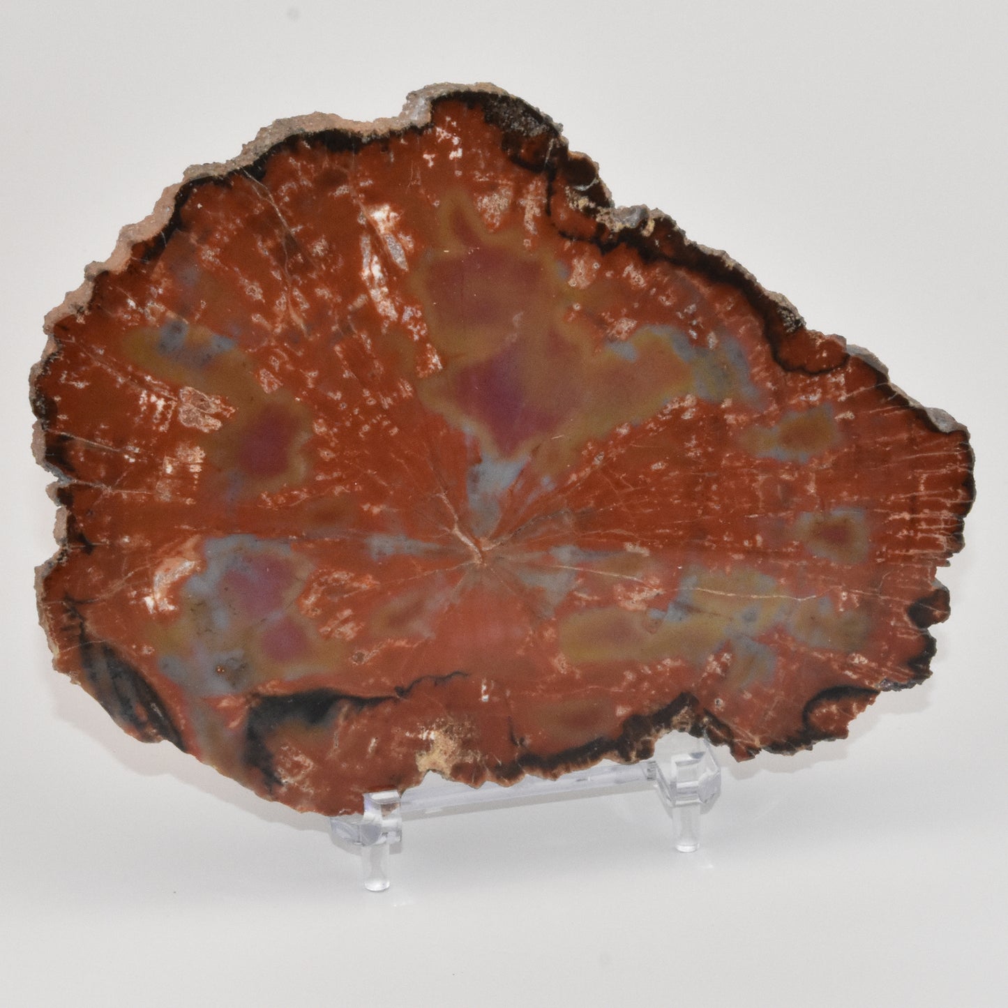 Petrified Wood Slice