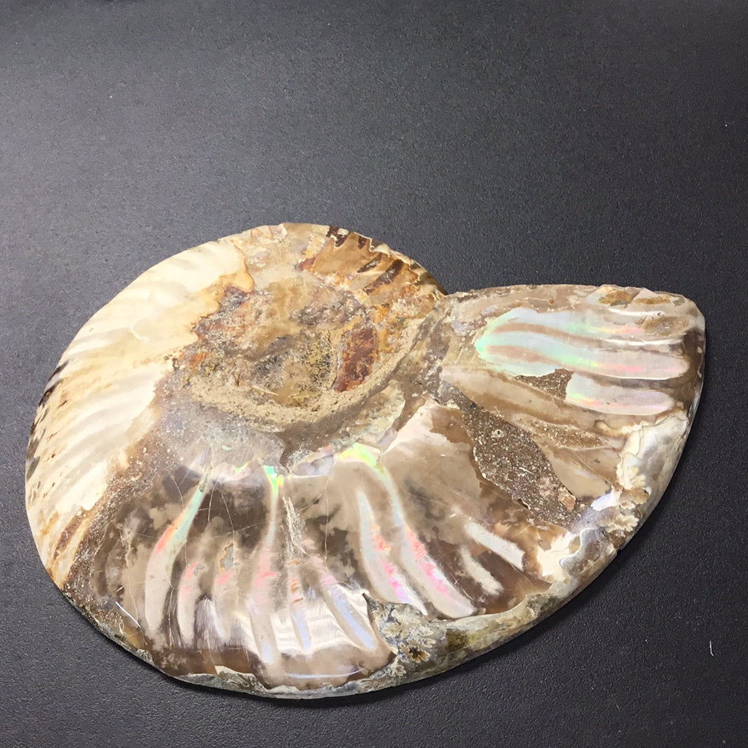 Ammonite Slice