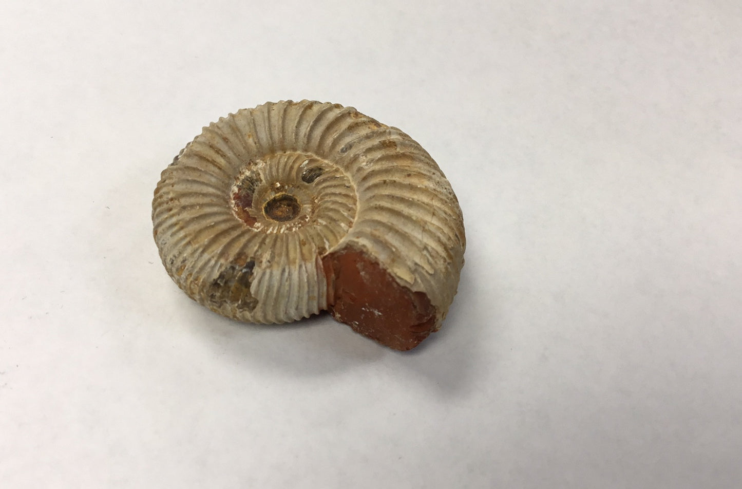 Ammonite Perisphinctes