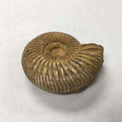 Ammonite Perisphinctes