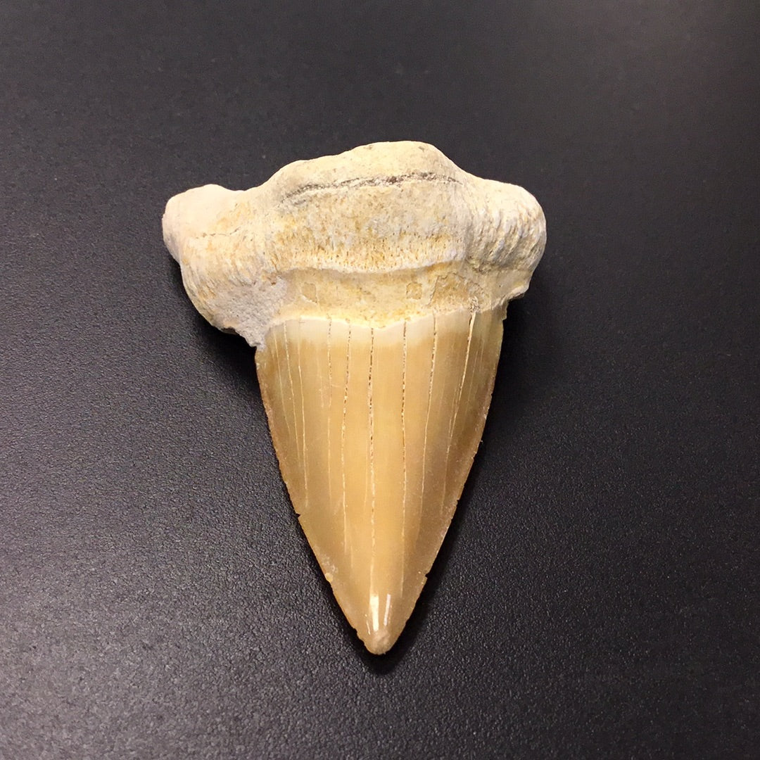 Shark Tooth from Morocco