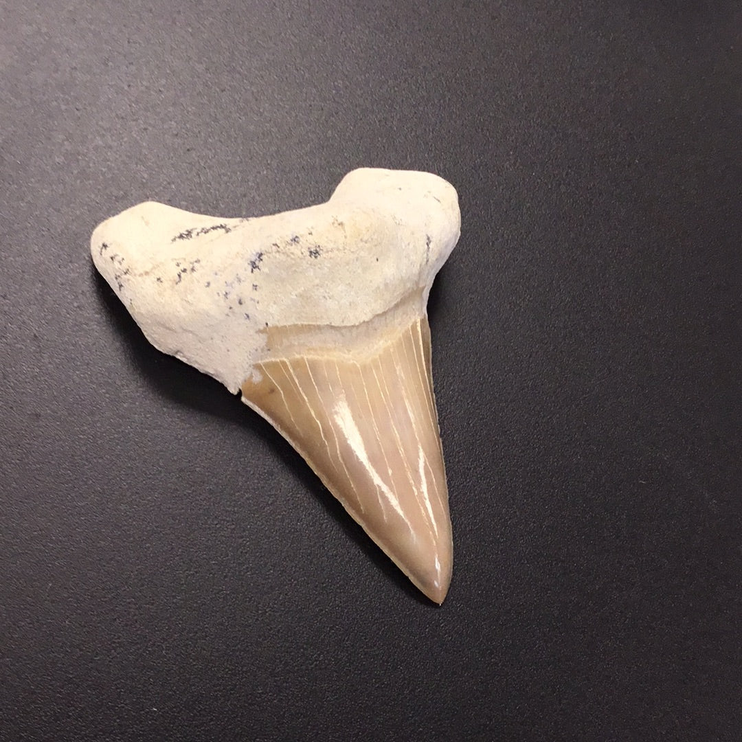 Shark Tooth from Morocco