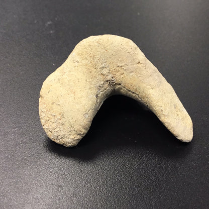 Shark Tooth from Morocco
