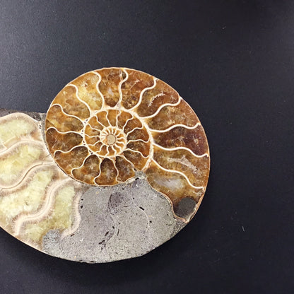 Ammonite Slice