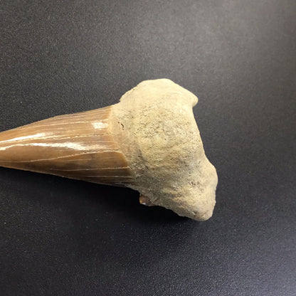 Shark Tooth from Morocco