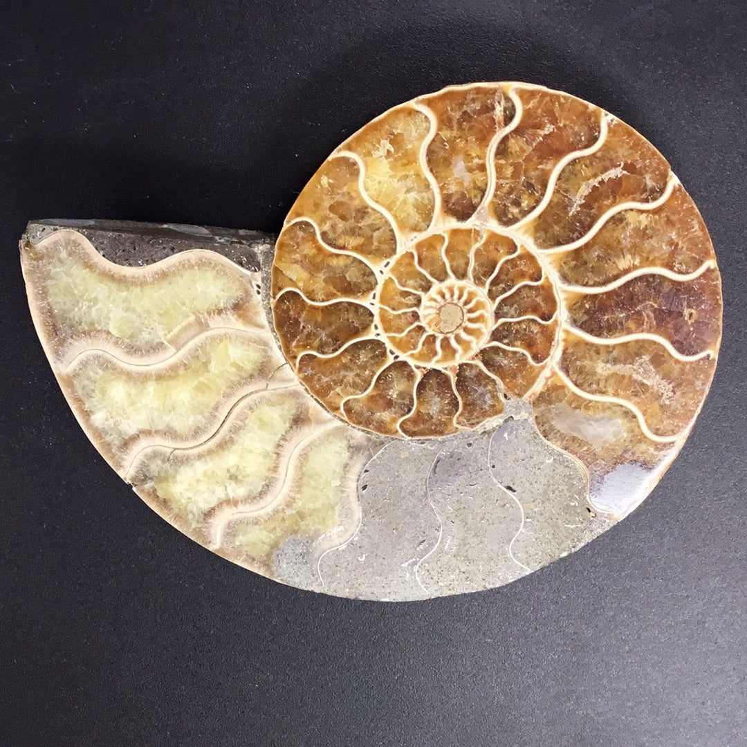 Ammonite Slice