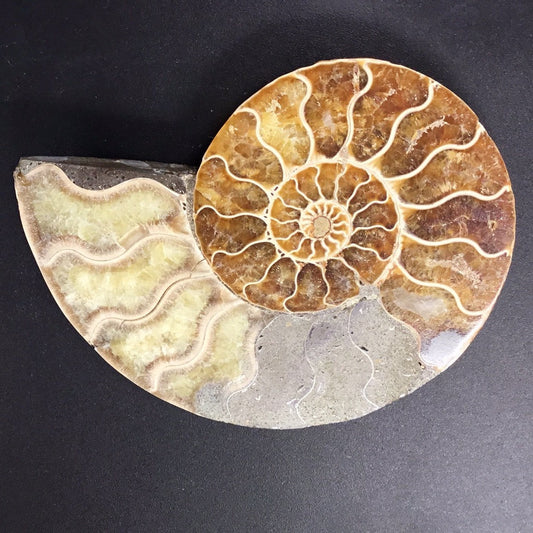 Ammonite Slice