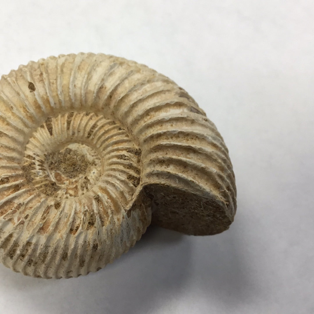 Ammonite Perisphinctes