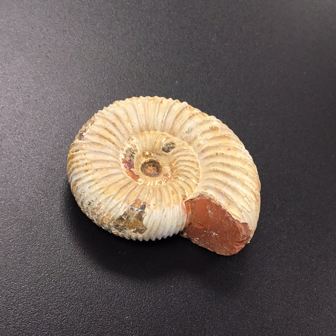 Ammonite Perisphinctes