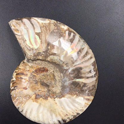Ammonite Slice