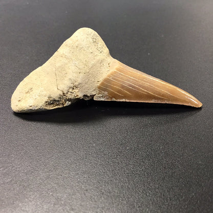 Shark Tooth from Morocco