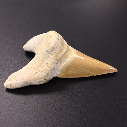 Shark Tooth from Morocco