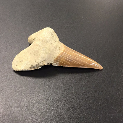 Shark Tooth from Morocco