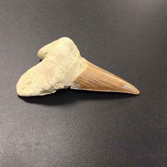 Shark Tooth from Morocco