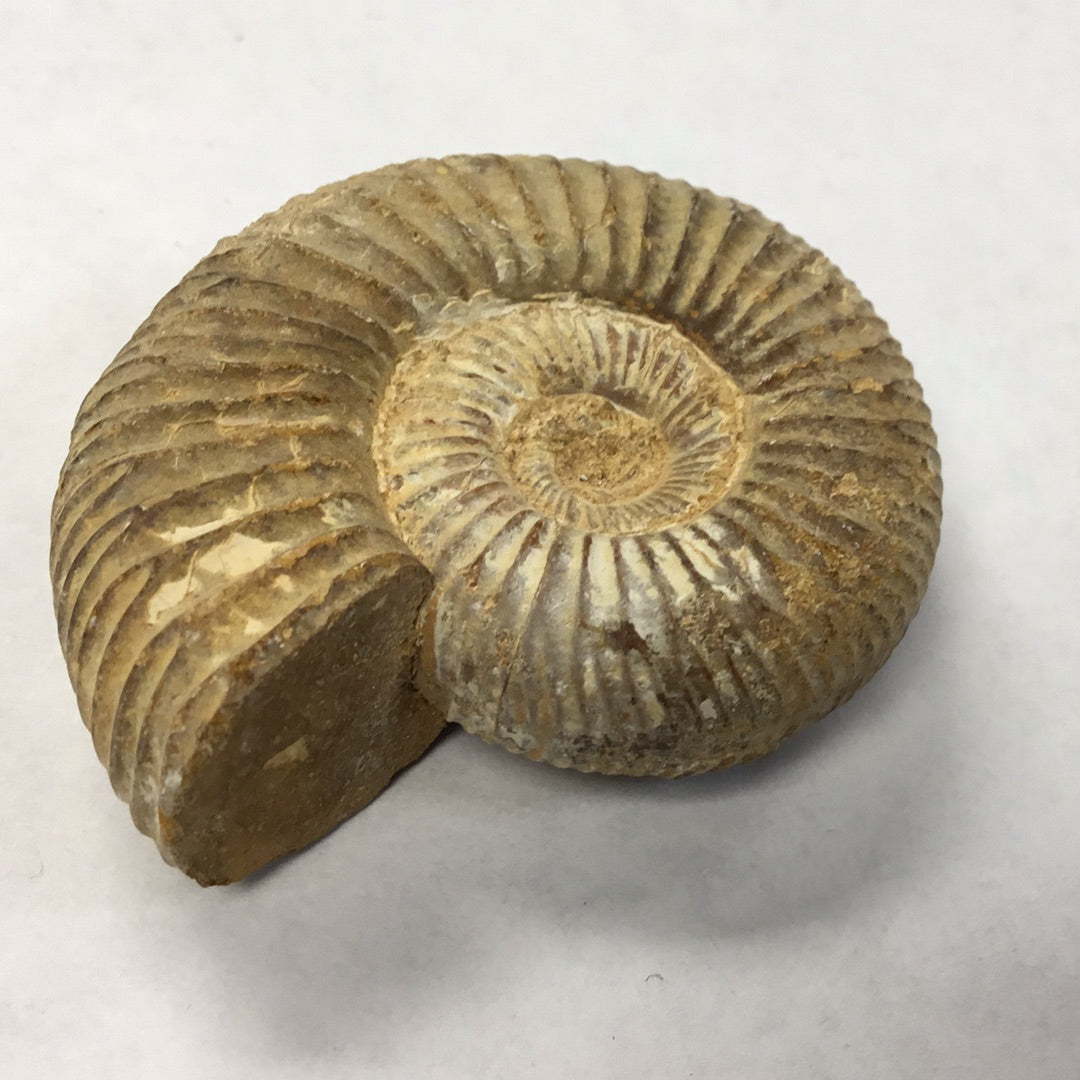 Ammonite Perisphinctes