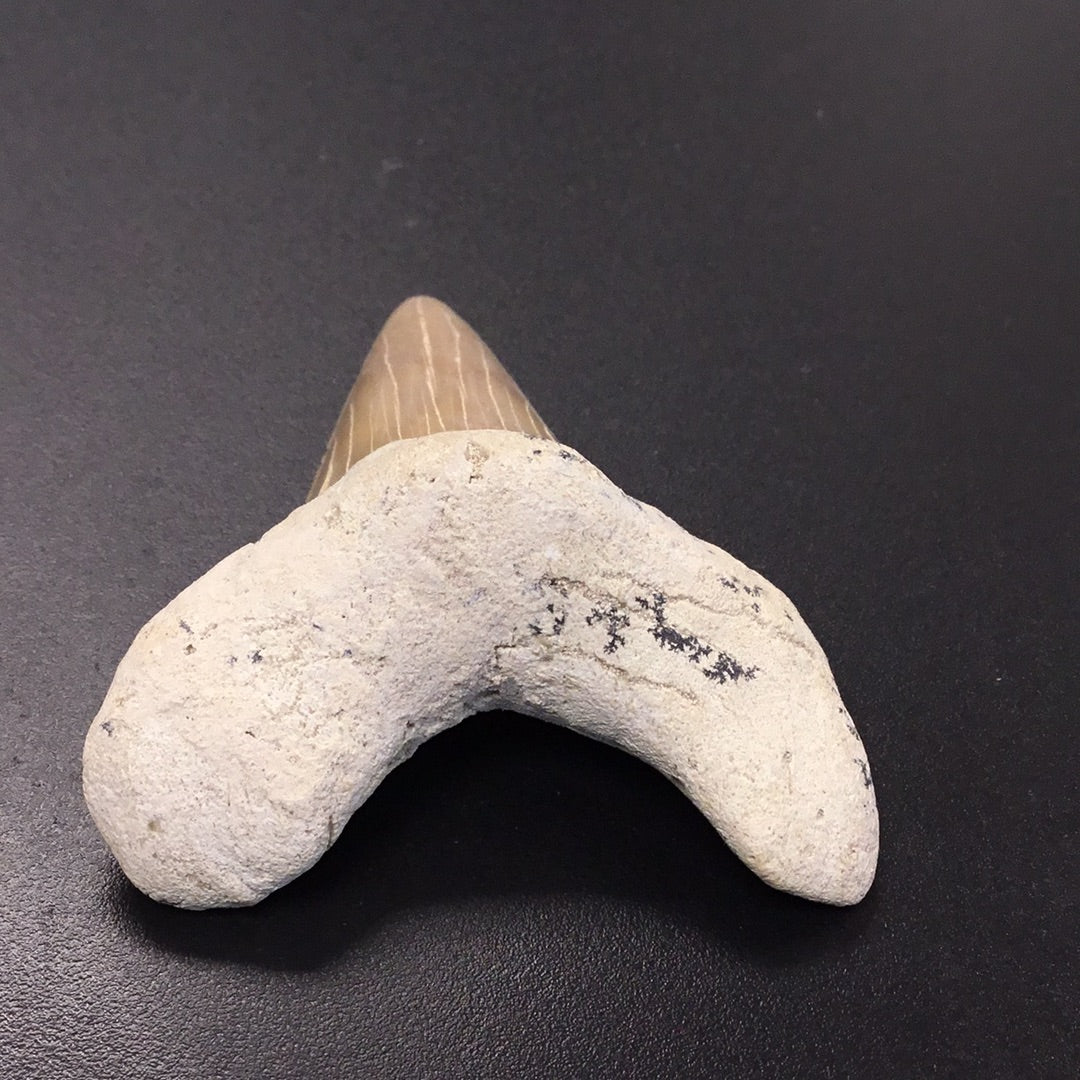 Shark Tooth from Morocco