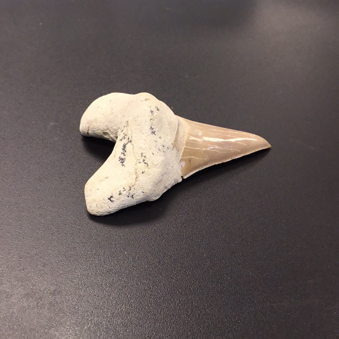 Shark Tooth from Morocco